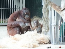 Tiergarten Schönbrunn am 23.03.2023
